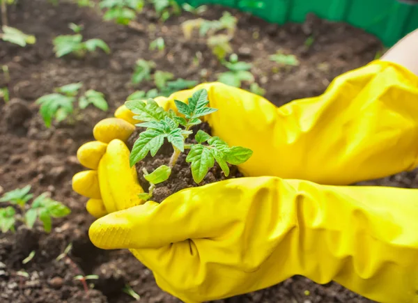 Fecho das mãos da mulher em luvas amarelas plantando uma planta cultivada de sementes no chão. Trabalho no jardim na primavera — Fotografia de Stock