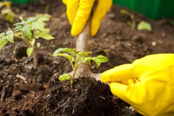 Nahaufnahme von Frauenhänden in gelben Handschuhen, die einen Sämling in die Erde pflanzen. Arbeiten im Garten im Frühjahr — Stockfoto