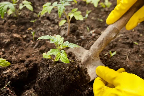 Fecho das mãos da mulher em luvas amarelas plantando uma planta cultivada de sementes no chão. Trabalho no jardim na primavera — Fotografia de Stock