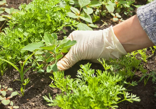 Photo of gloved woman hand holding weed and removing it from soil. — Stock Photo, Image