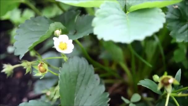 最初小さな白いイチゴの花庭で ビューをすぐに咲くイチゴをブッシュします — ストック動画