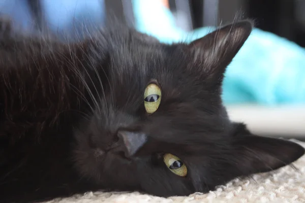 Close up de um gato preto olhando para a câmera — Fotografia de Stock