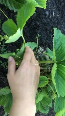 Kadın el çalıdan kırmızı çilek alır. Bir çiftçi olgun bir meyve hasat eder. Bahçıvan'ın eli bahçede yaz aylarında çilek toplar. 