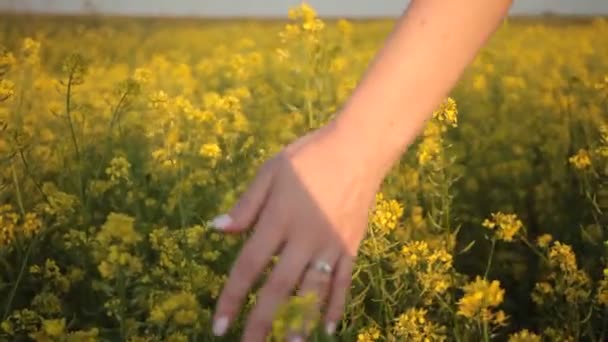 女人的手触摸黄花在美丽的田野在金色的夕阳 — 图库视频影像