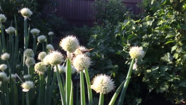 ぼやけた背景を持つタマネギの花のクローズアップに座っている蝶 — ストック動画