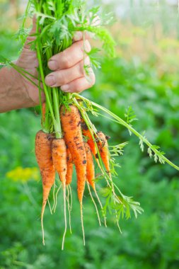 Yaşlı kadının eli el tutan bir havuç demet yerel tarım, taze ürünler ile organik sebze bahçesi, Biyo gıda hasat