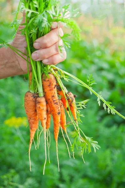 Elderly woman\'s hand holding in hand a carrots bunch from local farming, organic vegetable garden with fresh produce, bio food harvest