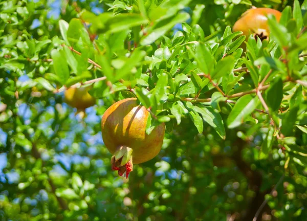 Granate. Granada en la rama del árbol en el día soleado — Foto de Stock