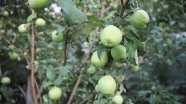 Ağaçtaki elmalar. Dalda yeşil elmalar var. Güzel elmalar ağaçta olgunlaşır.