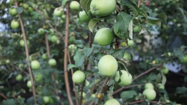 Manzanas Árbol Manzanas Verdes Rama Hermosas Manzanas Maduran Árbol — Vídeos de Stock