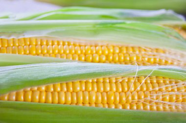 Taze mısır koçanı manzarasını kapatın.