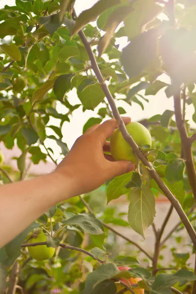 La mano de un hombre recogiendo una manzana de un árbol —  Fotos de Stock