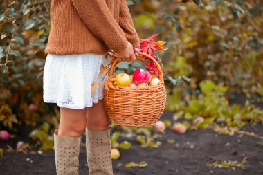 Bahçesinde olgun elmalarla dolu sepeti olan bir kadın. Elma hasatı Sonbahar konsepti