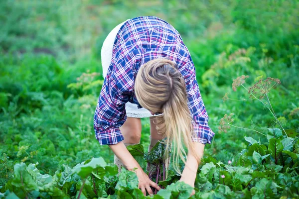 Granjero hembra recogiendo remolacha fresca en un jardín . —  Fotos de Stock