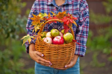 Bahçede olgun elmalarla dolu sepetli damalı gömlekli kadın. Elma hasadı. Sonbahar konsepti