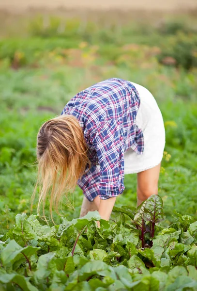 Granjero hembra recogiendo remolacha fresca en un jardín . —  Fotos de Stock
