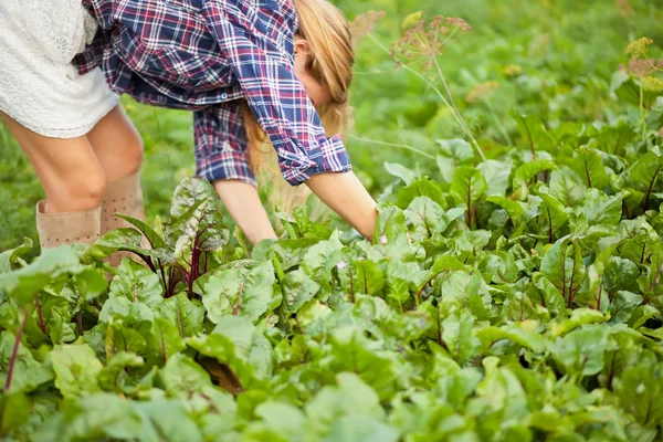 Granjero hembra recogiendo remolacha fresca en un jardín . —  Fotos de Stock