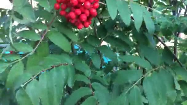 一束串的罗安浆果和绿叶摇摆风 — 图库视频影像