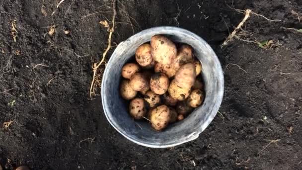 Batatas Biológicas Orgânicas Caem Num Balde Vista Superior — Vídeo de Stock