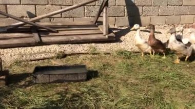 Ördekler ev bahçesinde koşar. Kırsal bir evde kümes hayvanı yetiştiriciliğine bir örnek.