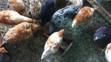 Bir grup tavuk, tavuk evinde tahıl ve mısır yiyor. Çiftlik hayvanları.