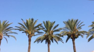 Bir grup palmiye ağacı gökyüzüne karşı sallar. Palmiye rüzgarda sallanan yaprakları.