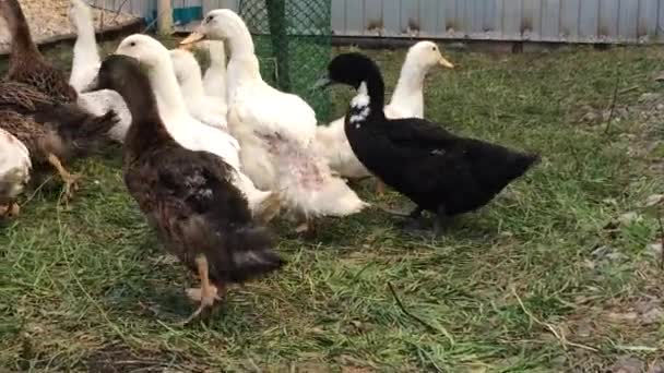 鸭子在家院子里跑 农村家庭家禽养殖的一个实例 — 图库视频影像