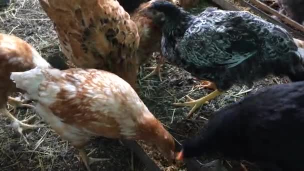 Un groupe de poulets mangeant du grain et du maïs dans un poulailler. Animaux de ferme .