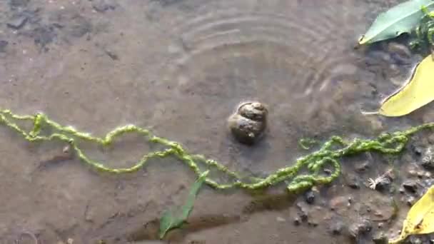 Stream of water flowing and small shell swinging on the wave. — Stock Footage Stream Water Flowing Small Shell Swinging Wave Stock Video