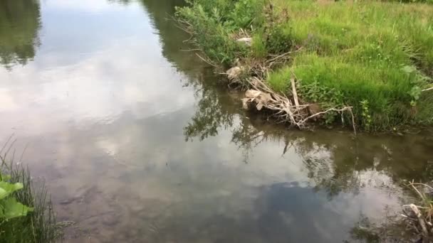 Ruisseau Eau Qui Descend — Video