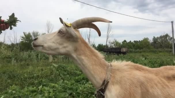 Mano Della Donna Nutre Erba Verde Una Capra All Aperto — Video Stock