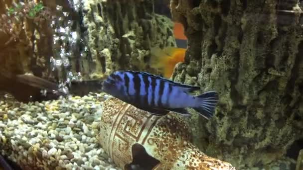 Schöne Gestreifte Blaue Fische Schwimmen Transparentem Aquarienwasser — Stockvideo