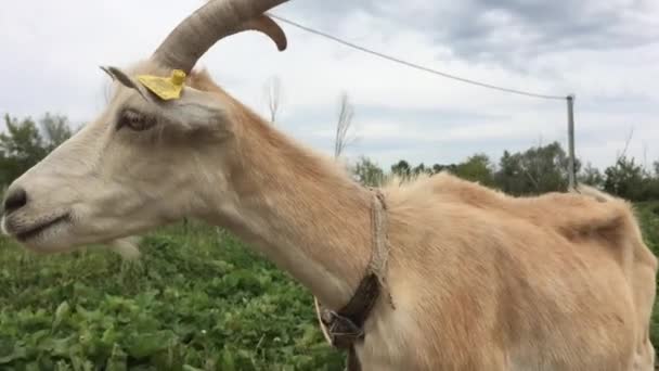 ヤギは屋外を歩き 緑の草を食べる — ストック動画