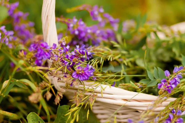 Weidenkorb Mit Fliederblumen Auf Der Wiese — Stockfoto