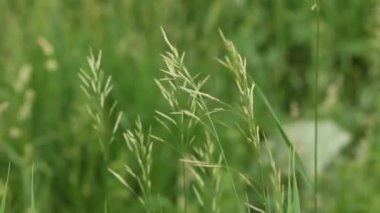 Doğal çayır, rüzgar esintisi ile savrulur.