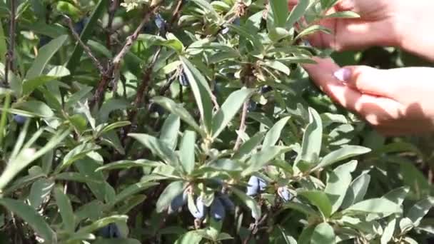 Farmer Woman Picks Ripe Honeysuckles Garden — Stock Video