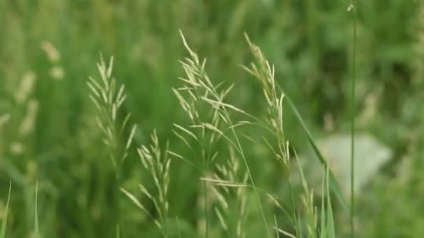 在风中摇曳的天然草甸 — 图库视频影像