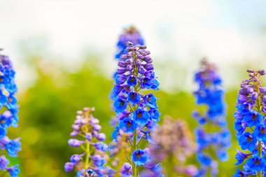 Mavi güzel çiçek yaz günü çayırında