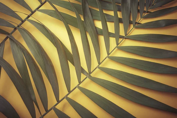 Тропічні Екзотичні Пальми Листя Жовтому Тлі — стокове фото