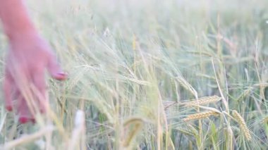 Kadın elleri buğday tarlasında buğdayın tepesine dokunuyor.