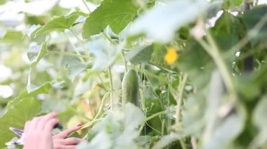 Kadın serada salatalık topluyor..