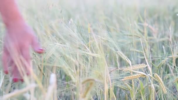 Жінка Торкається Верхівки Пшениці Пшеничному Полі — стокове відео