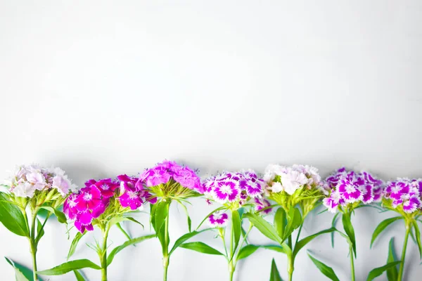 Çiçekler Dianthus Barbatus Türk Karanfili Metin Için Kopyalama Alanı Ile — Stok fotoğraf