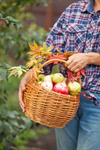 Mujer Con Cesta Llena Manzanas Maduras Jardín Cosecha Manzana Concepto —  Fotos de Stock