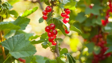 Dalda frenk üzümü var. Frenk üzümü üzümü. Frenk üzümü ayrıntıları