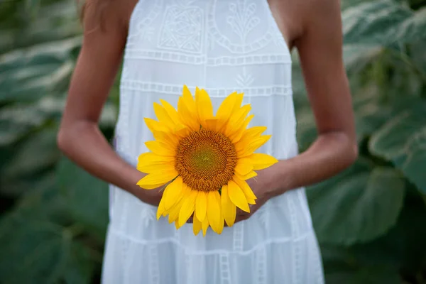 Young woman in the sunflower field. Girl holding a sunflower in a hand