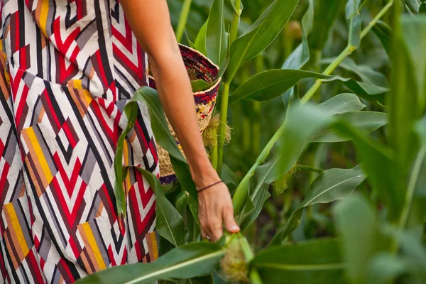 若い女性は手でバスケットでトウモロコシの収穫を選ぶ — ストック写真