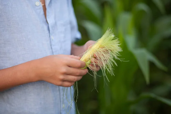 Dzieciak trzyma młodą kukurydzę. Chłopak zbierający kukurydzę. Konsept zbiorów. — Zdjęcie stockowe