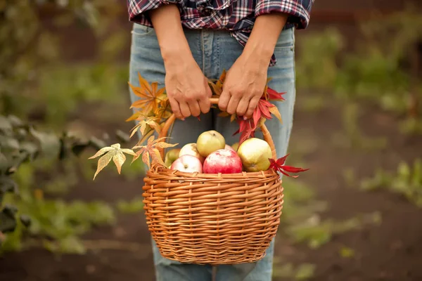 Mujer con cesta llena de manzanas maduras en un jardín. Cosecha de manzana. Concepto de otoño —  Fotos de Stock