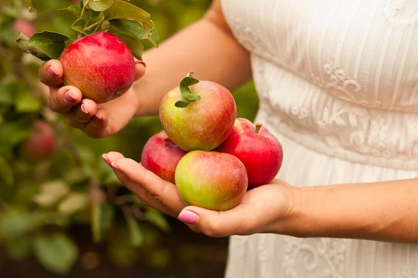 手に熟したリンゴを持つ女性 リンゴの収穫 秋のコンセプト ストック写真